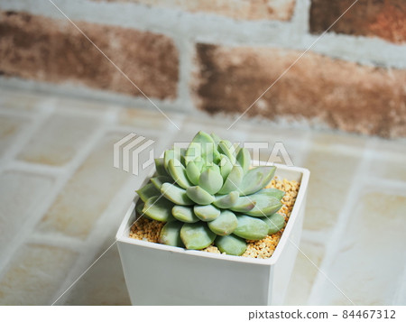 多汁的淡紫色薄霧 84467312