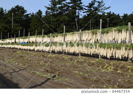 Daikon's heaven sunrise Daikon's heaven sunrise 84467354