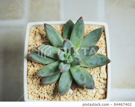 Succulent clear con 84467402