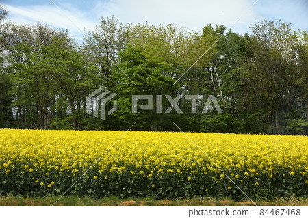 Rape field _ Hokkaido 84467468