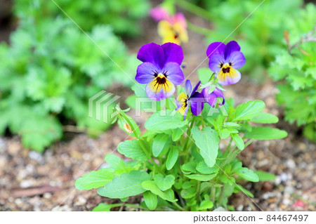 中提琴花 中提琴花 84467497