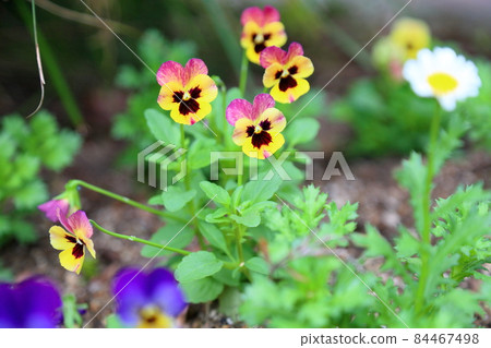 中提琴花 中提琴花 84467498