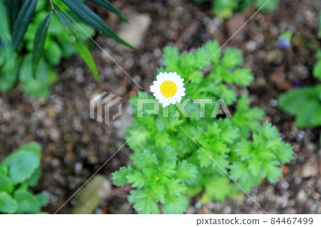 北極花 北極花 84467499