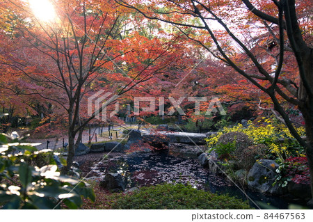 Autumn leaves of Nagaoka Tenmangu, Kyoto 84467563