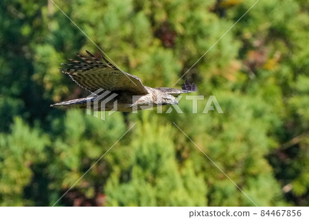 A young hawk-eagle gliding calmly on a greenback 84467856