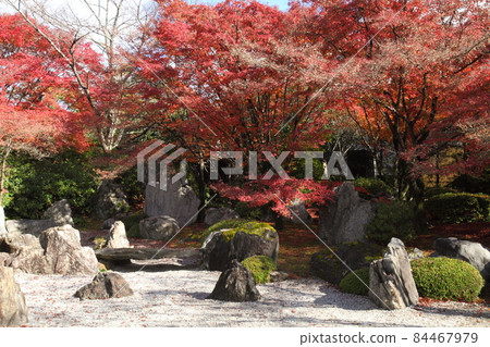 Shogun Tsukae藍色龍秋葉 Shogun Tsukae藍色龍秋葉 84467979