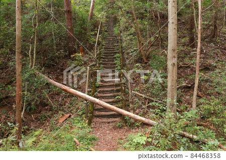 粗糙的樓梯，倒下的樹木擋住了森林裡的道路 84468358