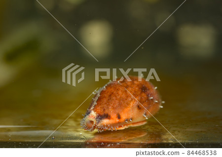 Medakara Medakaragai 寶井貝類 84468538