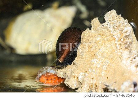 Cypraea cypraea cypraea cypraea modoki Cypraea cypraea cypraea cypraea modoki 84468540