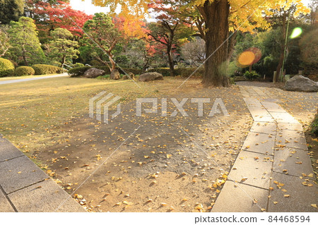 Deciduous leaves of Jomyoji 84468594