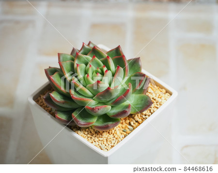 多肉植物 Sofuren x Maria 多肉植物 Sofuren x Maria 84468616