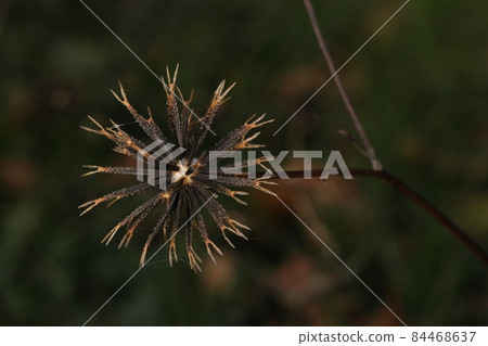 Natural plant Koshiro no Sendangusa, fruit. A lot of barbs on the spiny pappus, which will stick tightly Natural plant Koshiro no Sendangusa, fruit. A lot of barbs on the spiny pappus, which will stick tightly 84468637