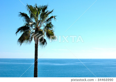 California palm and sea 84468990