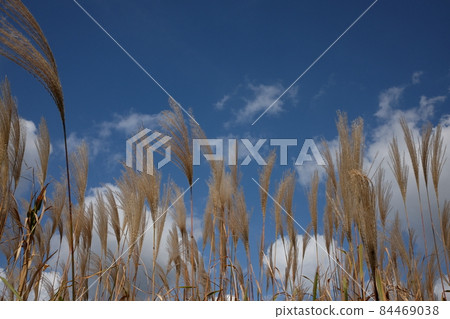 Tama River riverbed reed bed and Japanese pampas grass Tama River riverbed reed bed and Japanese pampas grass 84469038