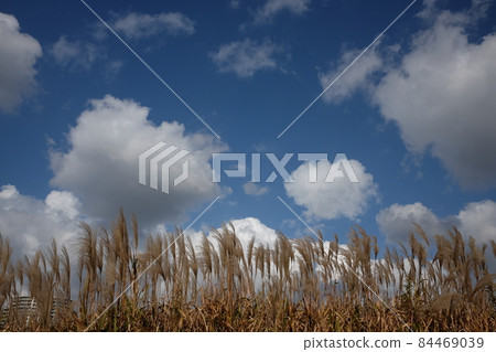 Tama River riverbed reed bed and Japanese pampas grass Tama River riverbed reed bed and Japanese pampas grass 84469039