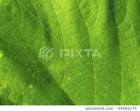 植物葉脈 84469274