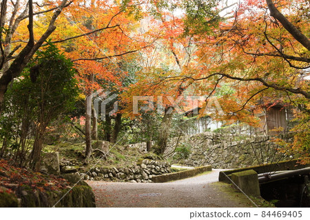 Autumn leaves of approaching court approach Autumn leaves of approaching court approach 84469405