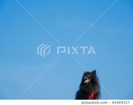 藍藍的天空背景下的黑色博美犬 84469427