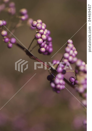 Early amethyst with beautiful mature purple fruits. Taken at Kobe Nunobiki Herb Garden. Close-up shot of the real part with a macro lens 84469487