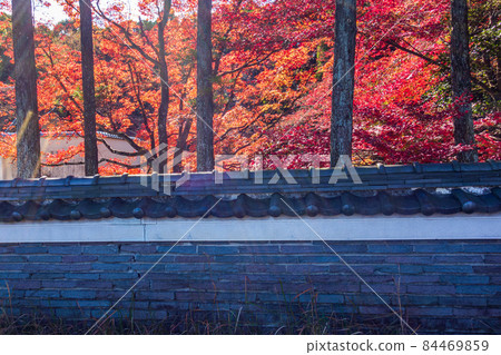紅葉季節，大阪世博公園的風景 84469859