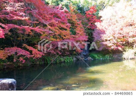 Autumn leaves valley (waterfall) in Osaka Expo Park in autumn 84469865