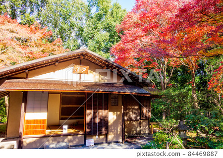 秋天在大阪世博公園茶室的秋葉 84469887