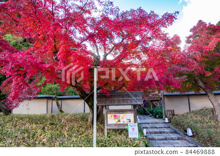 Autumn leaves in the tea room in the Osaka Expo Park in autumn Autumn leaves in the tea room in the Osaka Expo Park in autumn 84469888