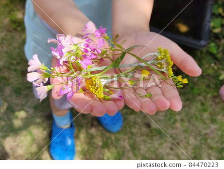 Flowers on the girl's hands Flowers on the girl's hands 84470223