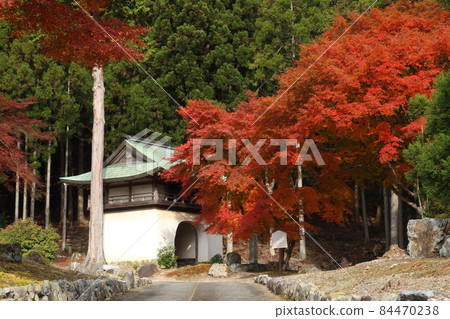 Autumn leaves of Kotoriya Amida Temple 84470238