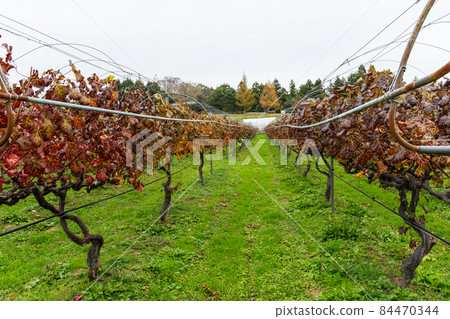 11月深秋葡萄園風光（秋季葡萄藤） 84470344