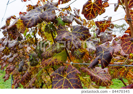 11月深秋葡萄園風光（秋季葡萄藤） 84470345