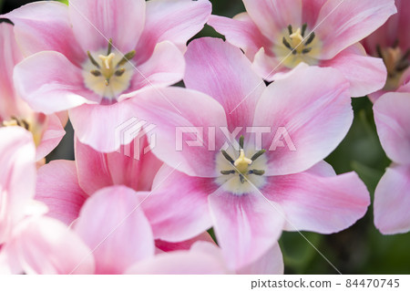 Tulip Tulip 84470745