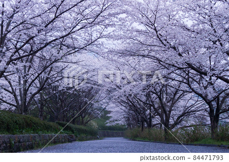 Sakura before sunrise in the early morning Sakura before sunrise in the early morning 84471793