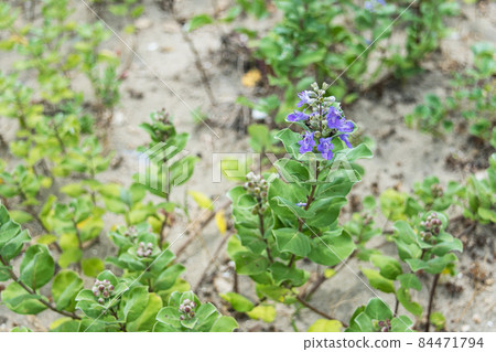 Vitex rotundifolia flowers blooming on the Shimane coast in summer Vitex rotundifolia flowers blooming on the Shimane coast in summer 84471794
