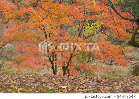 京都京都綾部市 84472547