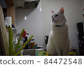家貓 84472548