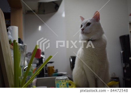 家貓 家貓 84472548