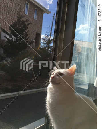 House cat House cat 84472549