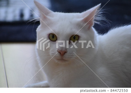 House cat House cat 84472550