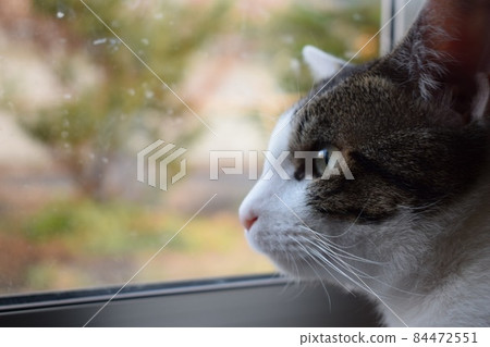 家貓 家貓 84472551