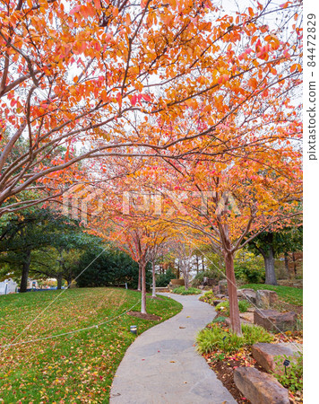 Overcast view of the garden of Myriad Botanical Gardens 84472829