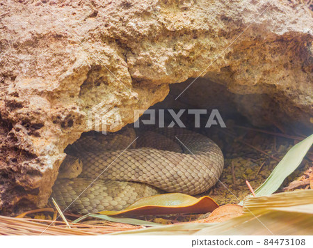 Close up shot of a Sidewinder snake Close up shot of a Sidewinder snake 84473108