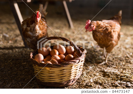 Laying hens next to basket full of fresh eggs in chicken coop Laying hens next to basket full of fresh eggs in chicken coop 84473147