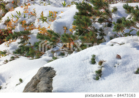 蝦夷花栗鼠在雪地裡跳躍 84473163