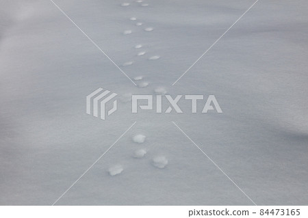 雪地天兔的腳印_大雪山 84473165