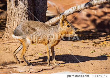 Close up shot of a Patagonian mara Close up shot of a Patagonian mara 84473187