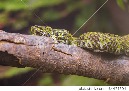 Close up shot of a Mangshan Pit Viper snake 84473204