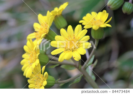 Brilliant flowers blooming in the field Brilliant flowers blooming in the field 84473484