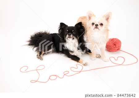 Two long coat Chihuahuas sitting in front of the yarn letter that says LOVE 84473642