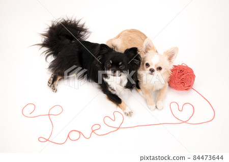 Two long coat Chihuahuas sitting in front of the yarn letter that says LOVE 84473644
